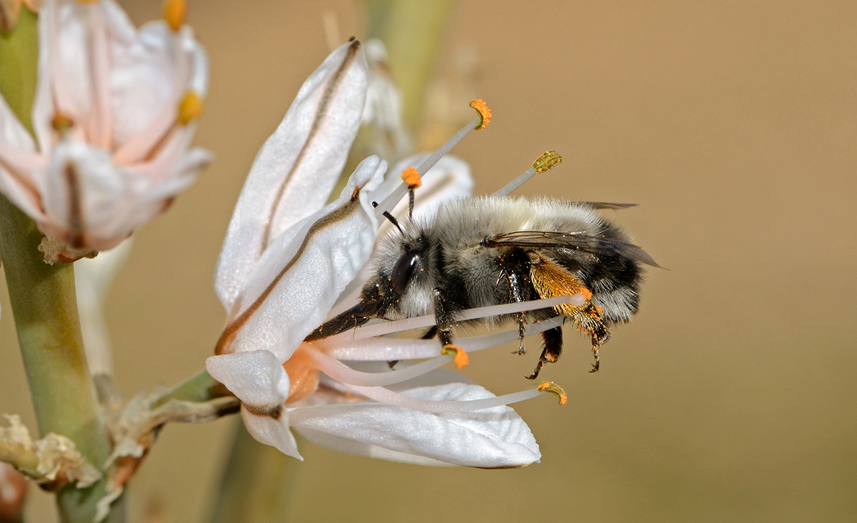 Pollinis_Abeilles_sauvages_les_véritables_championnes_de_la_pollinisation_Anthophora_on_Asphodelus_Wiki-CC-Gidip