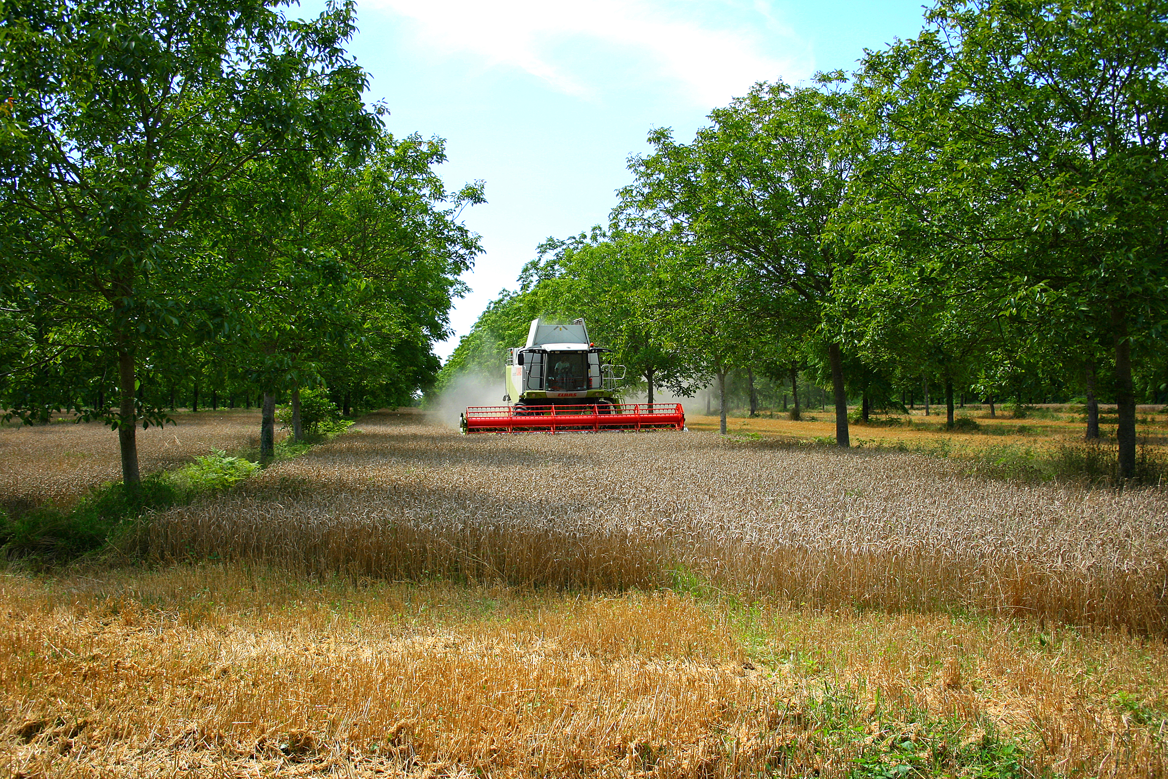 L'agroforesterie, une pratique agro-écologique d'avenir. Photo : ©agroof