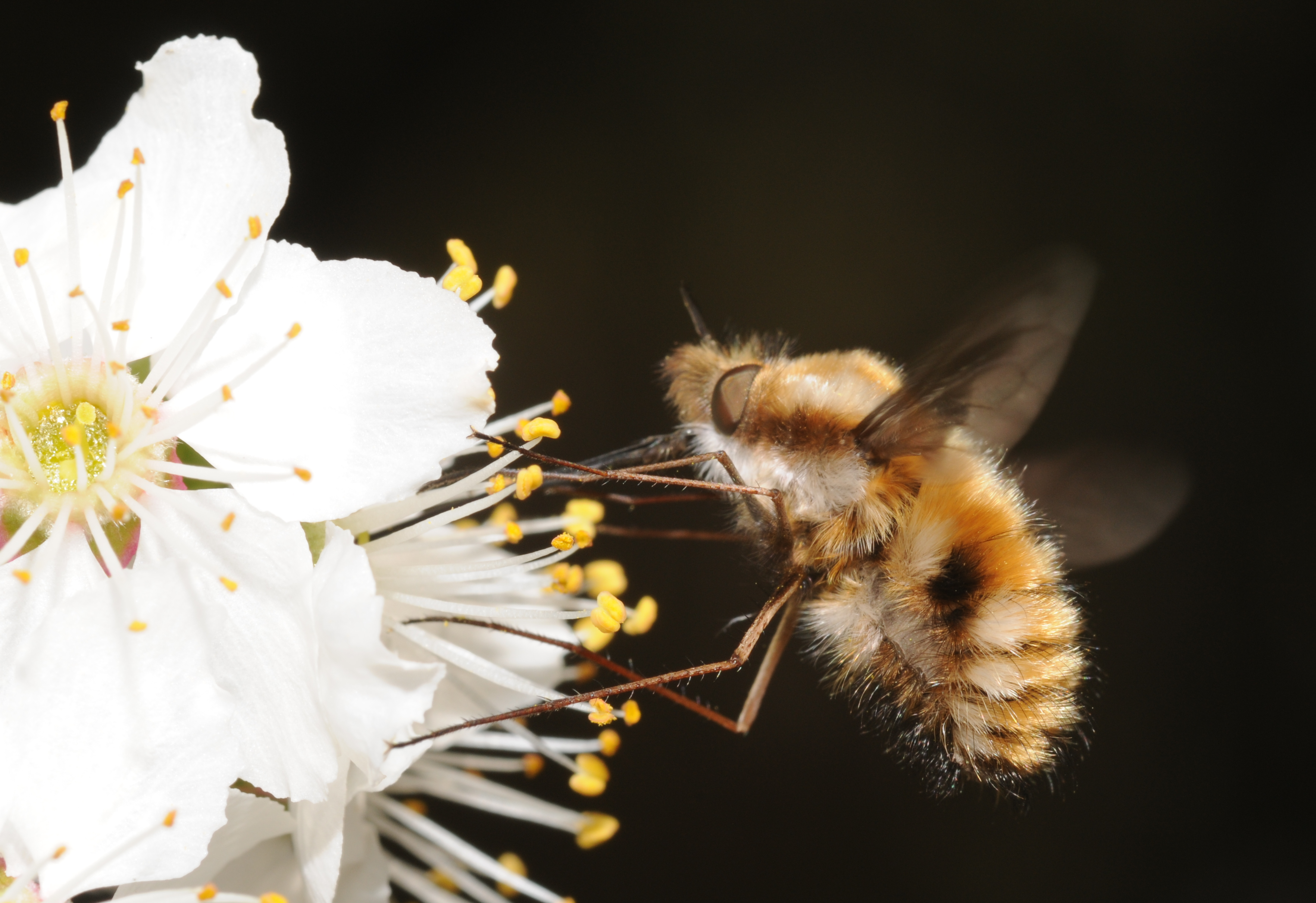 POLLINIS défend tous les pollinisateurs. Ici un bombyle. Photo : Thomas Bresson.
