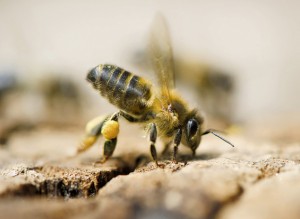 Abeille noire © Thierry Vezon