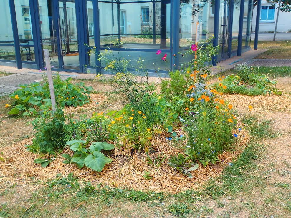 Une parcelle du jardin aromatique fleuri du Villejuif.