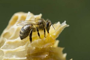 abeille noire ou Apis mellifera mellifera (c) Thierry-Vezon-300x199