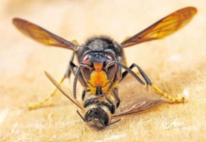 Frelon asiatique découpant une abeille © Biosphoto - P. Goetgheluck