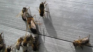 Abeilles noires © Thierry Vezon.
