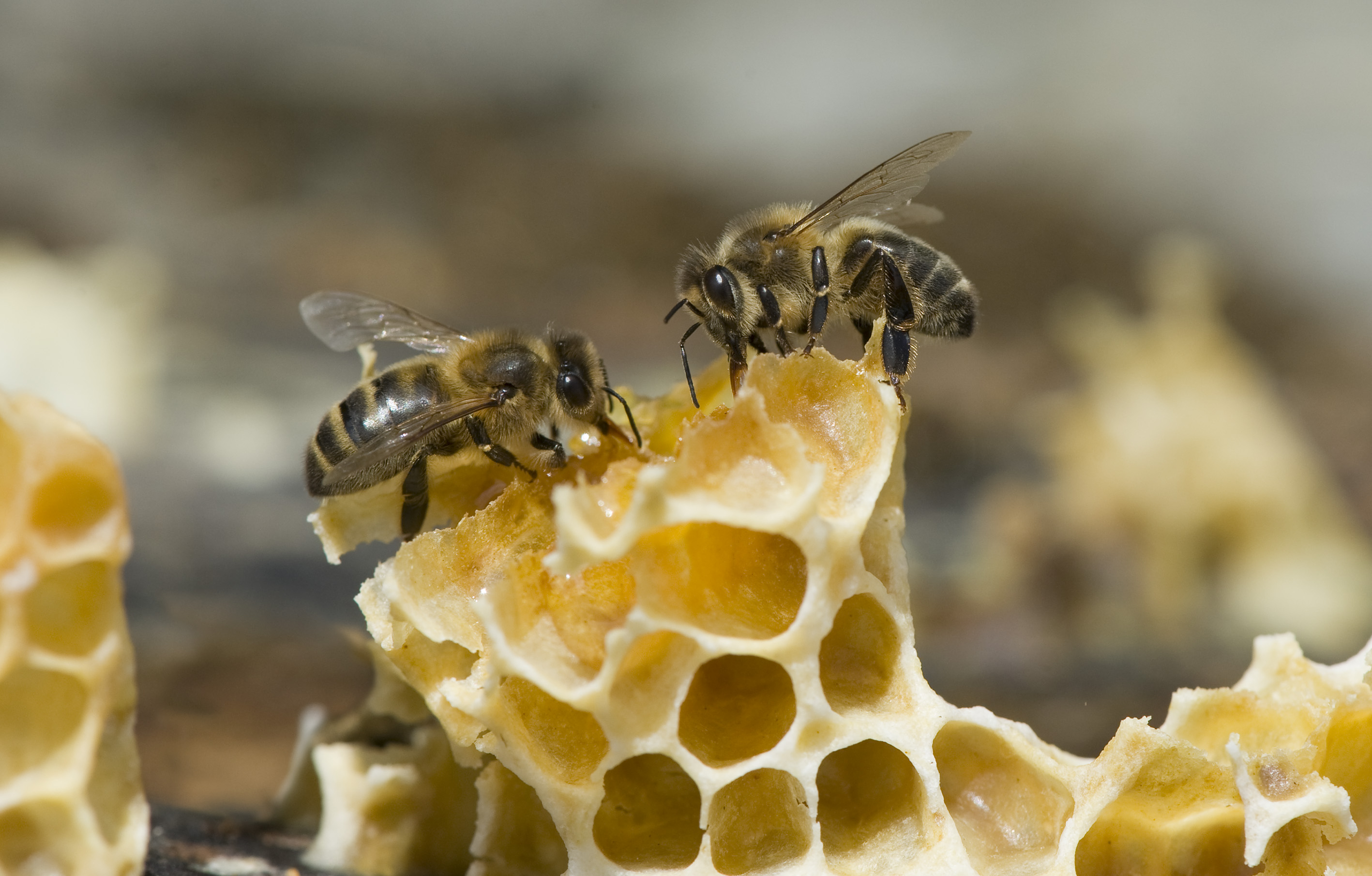 Les abeilles noires, précieuses butineuses locales. Photo : Thierry Vezon.