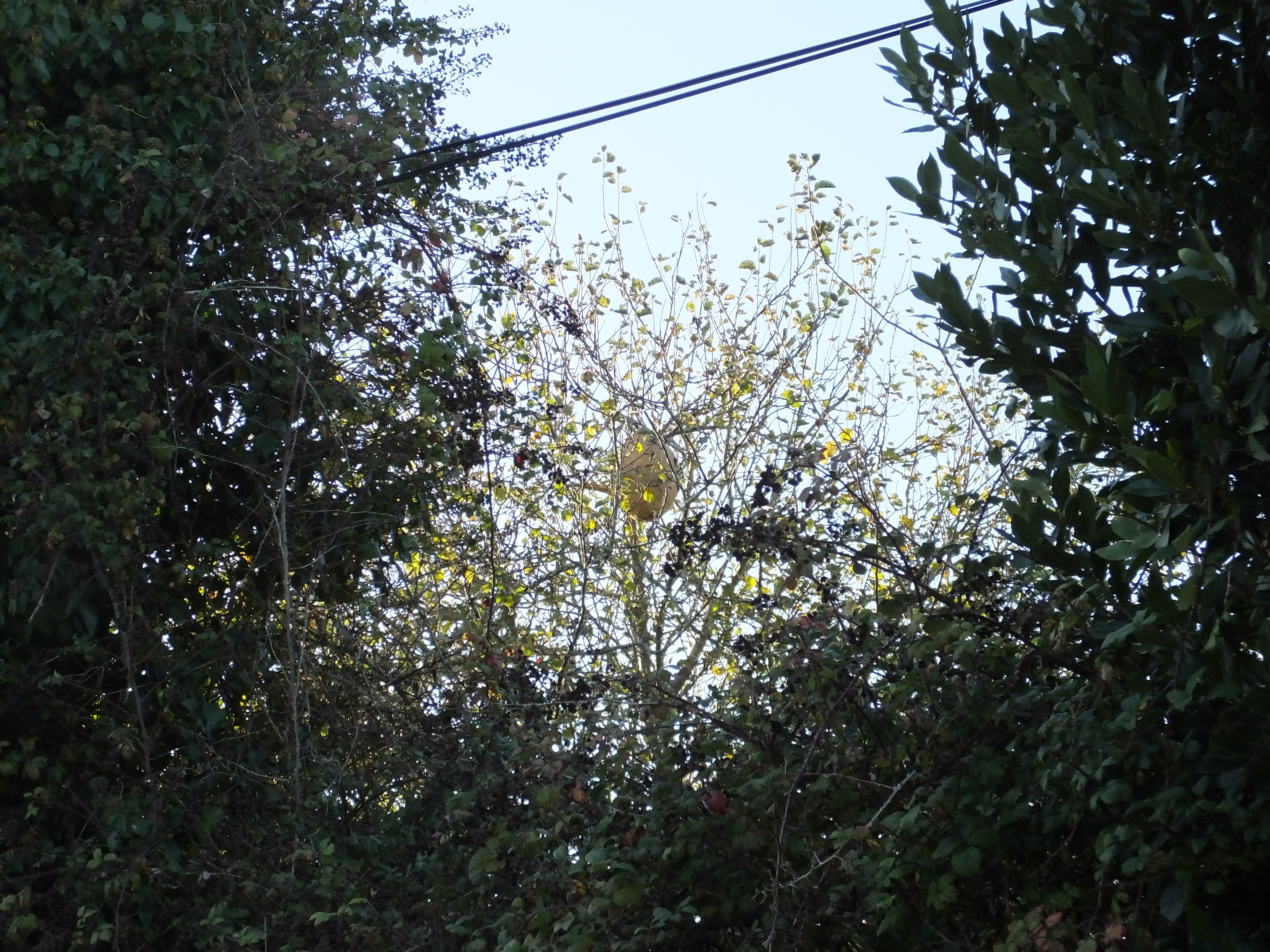le méné 1 11 2015