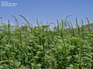 L'Amaranthus Palmeri, qui envahit les champs de soja OGM aux États-Unis.