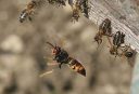 Les attaques du frelon asiatique peuvent gravement affaiblir une ruche. Photo : J. Haxaire.