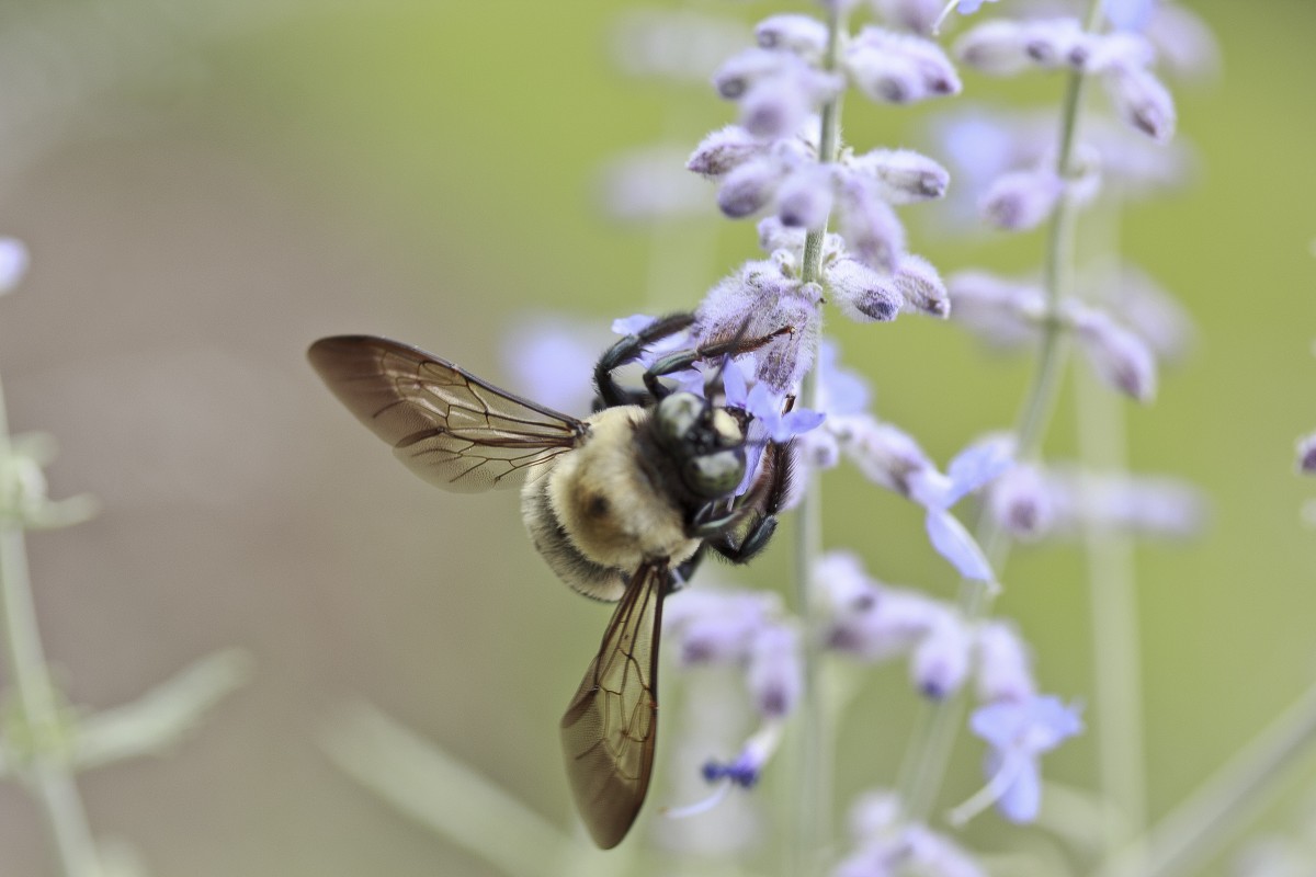 Abeille sauvage lavande? CC0