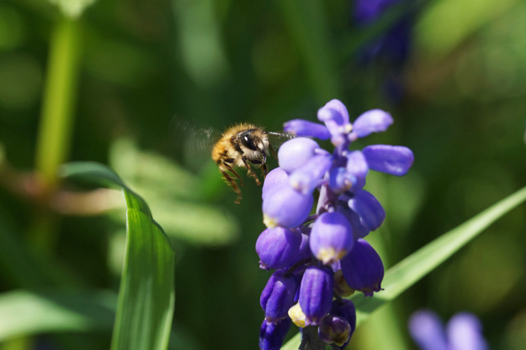 abeille sur fleur