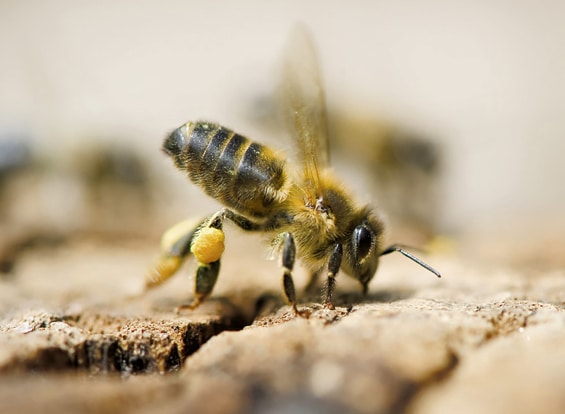 Une abeille noire, en train de butiner.