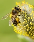 abeille-sur-fleur-jaune