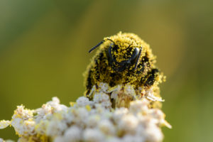 Bumblebee coated in pollen