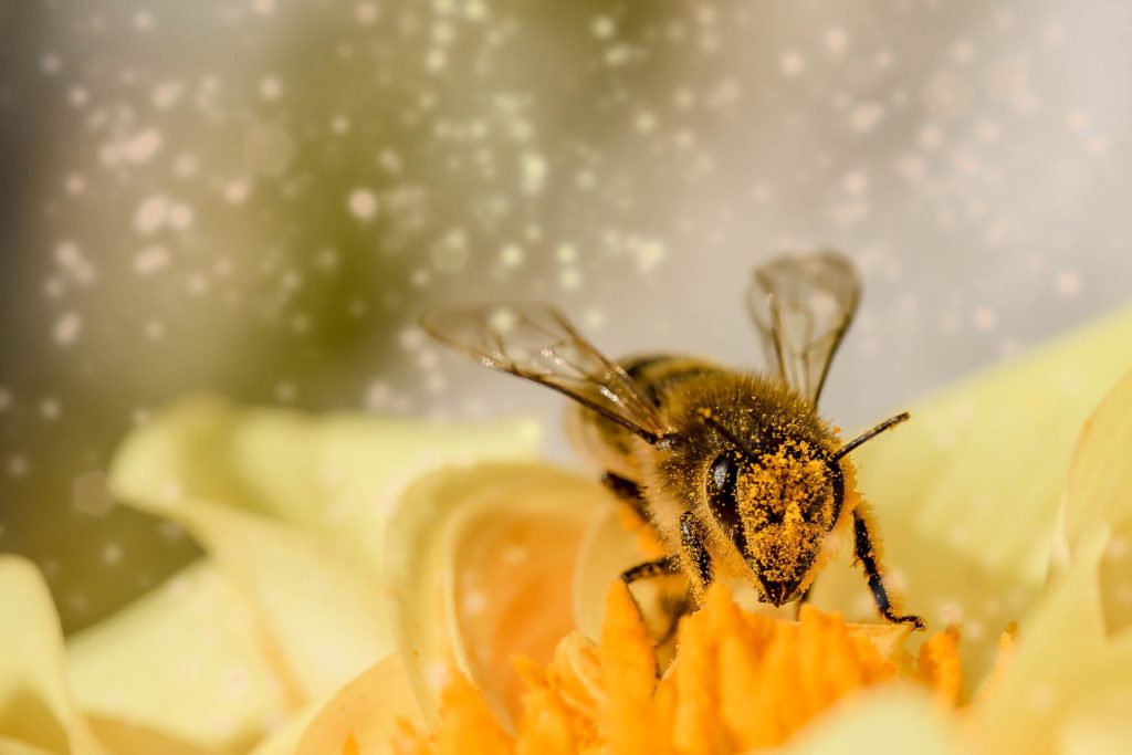 ABEILLES, POUR VOTRE SANTÉ, MANGEZ LE POLLEN D'AU MOINS CINQ