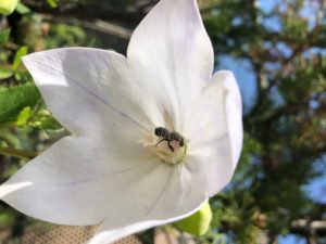 Abeilles-L'étonnante abeille-IMG_5953