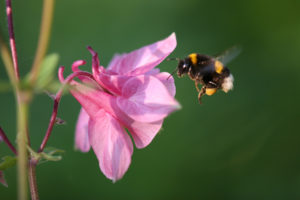 akelei mit hummel