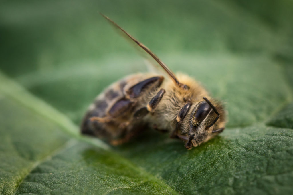Macro image of a dead bee on a leaf from a hive in decline, plagued by the Colony collapse disorder and other diseases