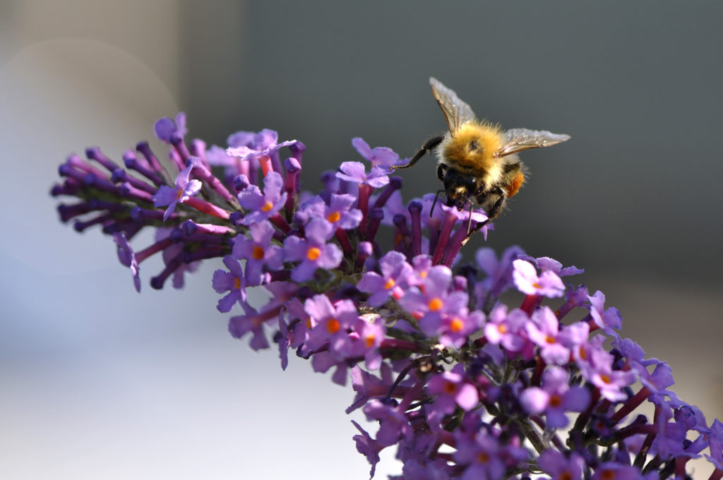 Abeille sur fleur de Buddleia