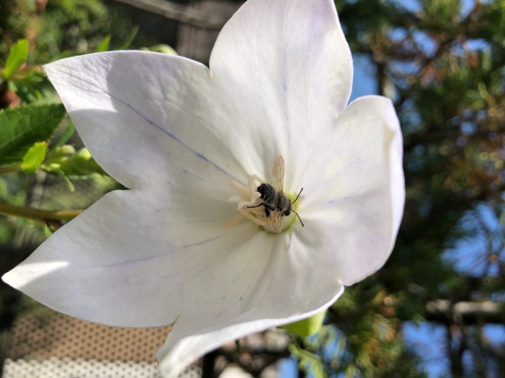 Pollinisateur-sauvage-fleur-blanche-guide-nectar