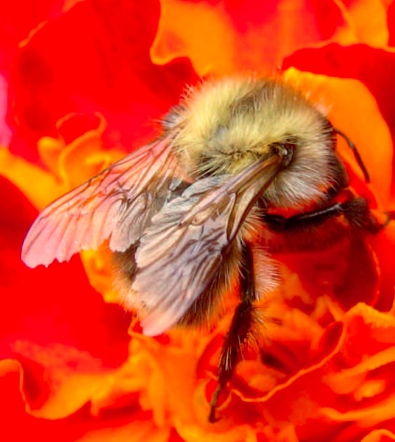 bourdon-des-champs-Bombus-pascuorum