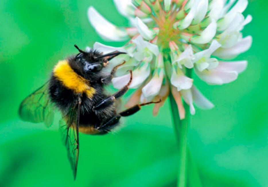 Les abeilles : qui sont-elles ? Combien d'espèces ?