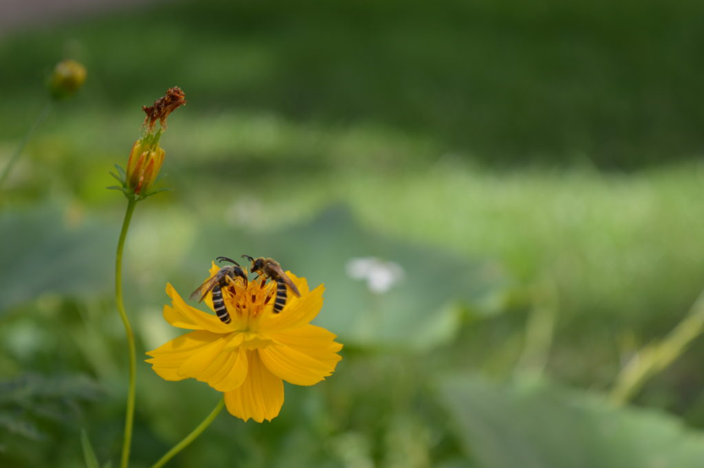 2 halictes en coeur Fleurs jaunes Hacène