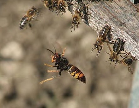 Frelon-asiatique-ruche-J.-Haxaire