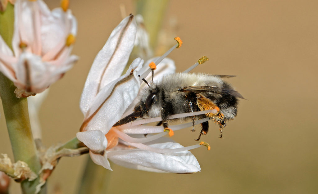 Anthophora_on_Asphodelus_Wiki-CC-Gidip1