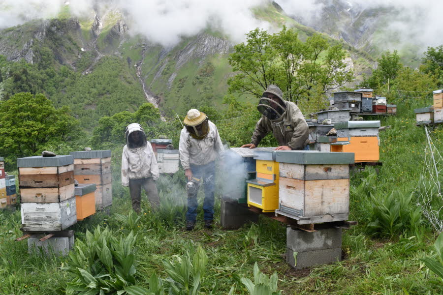 aux-priots-la-fumee-calme-les-abeilles-et-permet-d-observer-plus-facilement-l-etat-de-la-colonie-LE-DAUPHINE