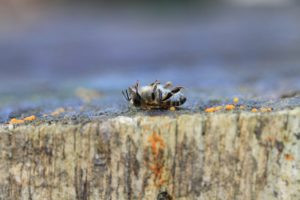 abeille-morte-pixabay-rostichep