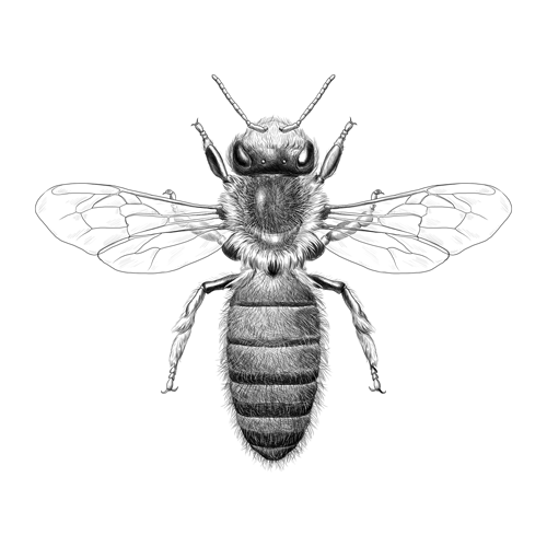 pollinis-abeille-noire