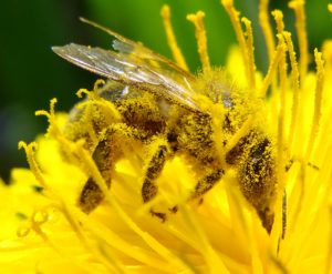 Abeille-pollen-libre