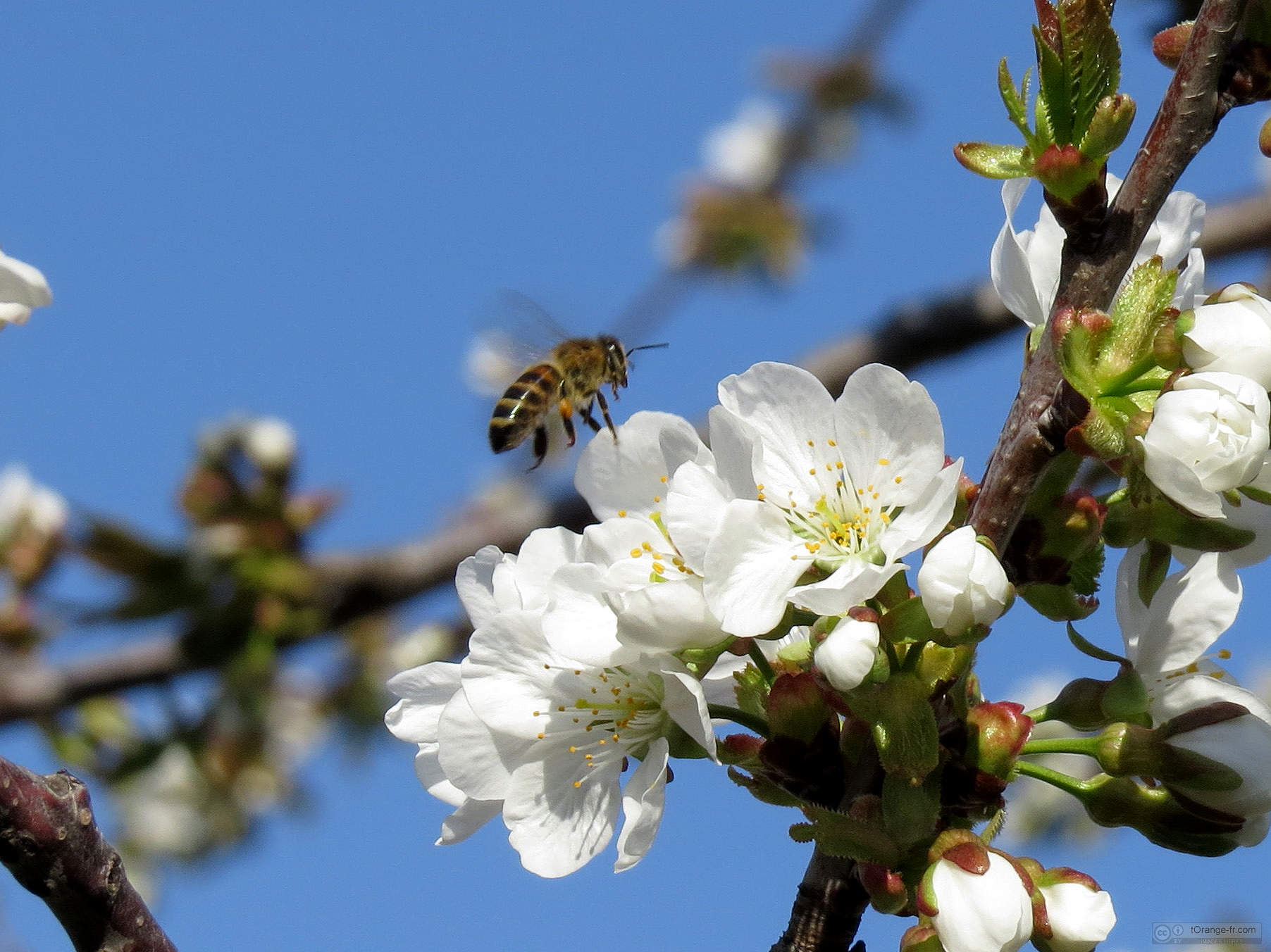 Bee flies de nectar