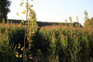 Agroforesterie4-traditionnelle-mais-peupliers-crédit-©agroof