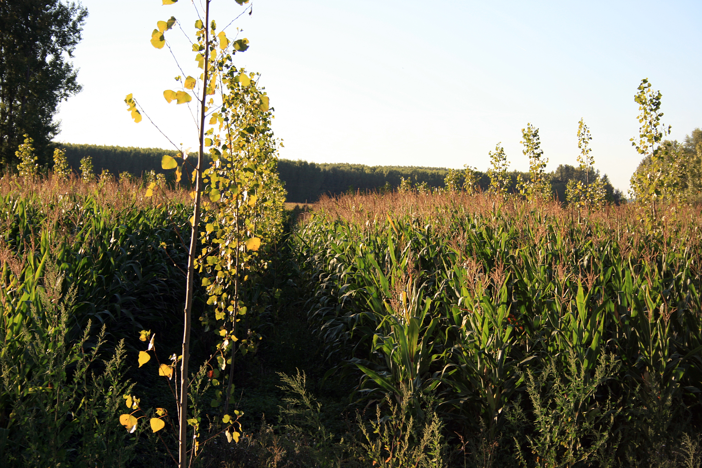 Agroforesterie4-traditionnelle-mais-peupliers-crédit-©agroof