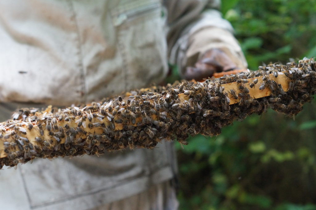 Apiculteur observant ses abeilles noires