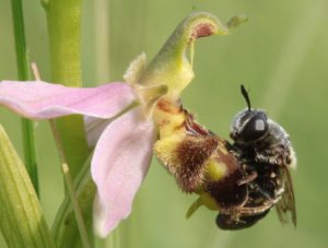 La sexualité des orchidées (c) C. Dirwimmer