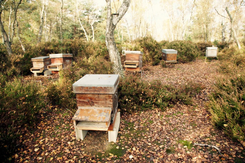 ruches-forêt-de-rambouillet-