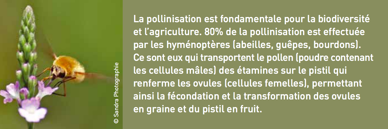 pollinisation fondamentale