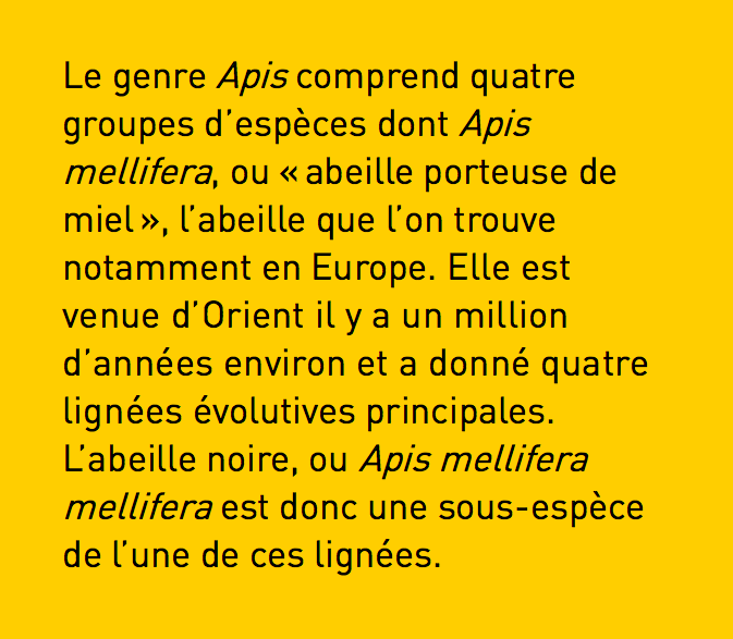 le genre apis