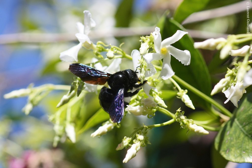 Xylocopa-violacea-M-Trachelospermum-jasminoïdes-240514_IMG_8093-1-1024x682