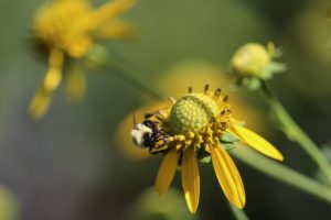 abeille sauvage fleur jaunce fond vert Javier Robles PIXABAY