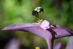 Abeille sauvage en vol fleur violette PIAXABAY CC0