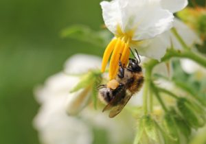 Abeille sauvage fleur de pomme de terre PIXABAY CC0