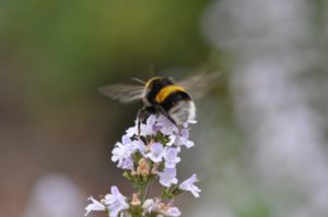 Bourdon ailes déployées fleur violet pale PIAXABAY CC0