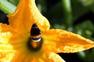 fleur de courgette jaune bourdon (c)Eric Michelat Pixabay CC0