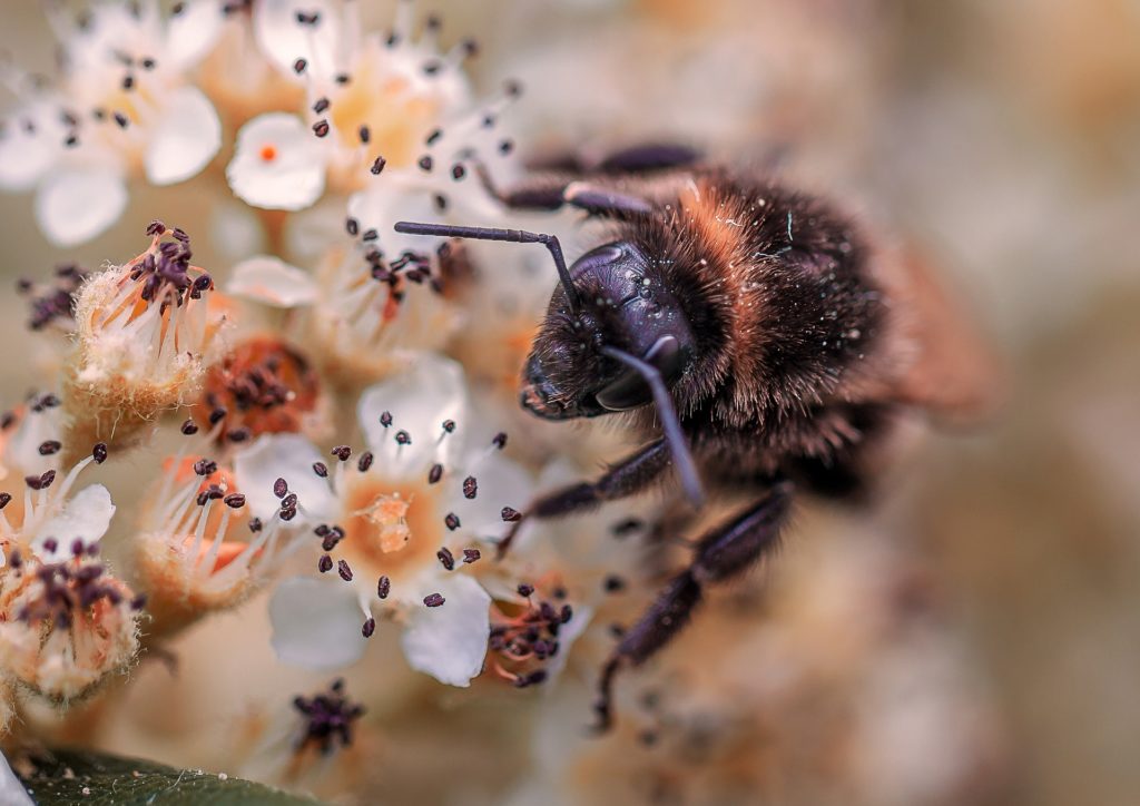 Gros plan abeille fleur violet foncé et blanc PIAXABAY CC0