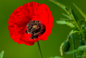 nous-voulons-des-coquelicots-appel