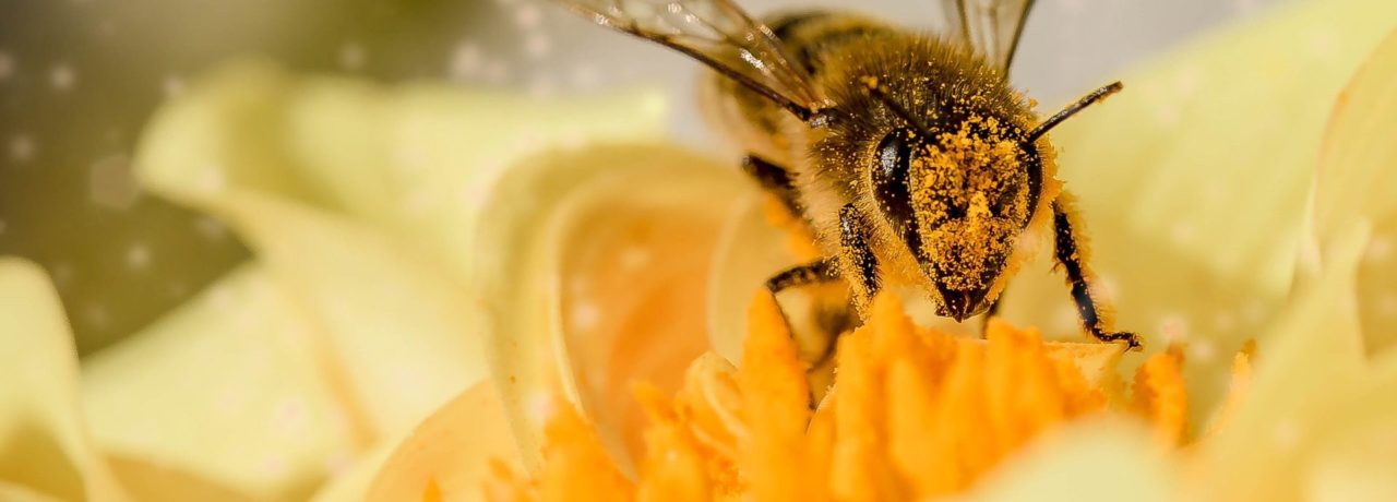 abeille-fleur-pollen-pixabay-myriams-fotos-aspect-ratio-1500x540