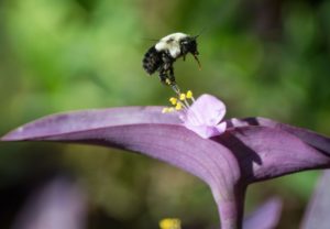 abeille-sauvage-en-vol-fleur-violette-piaxabay-cc0-aspect-ratio-236x164